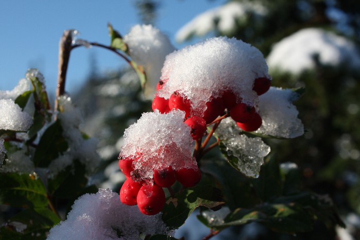 Snow Berries.jpg